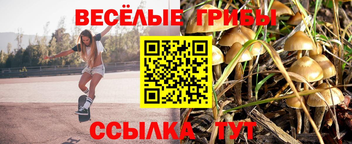 Галлюциногенные грибы Psilocybe Братск