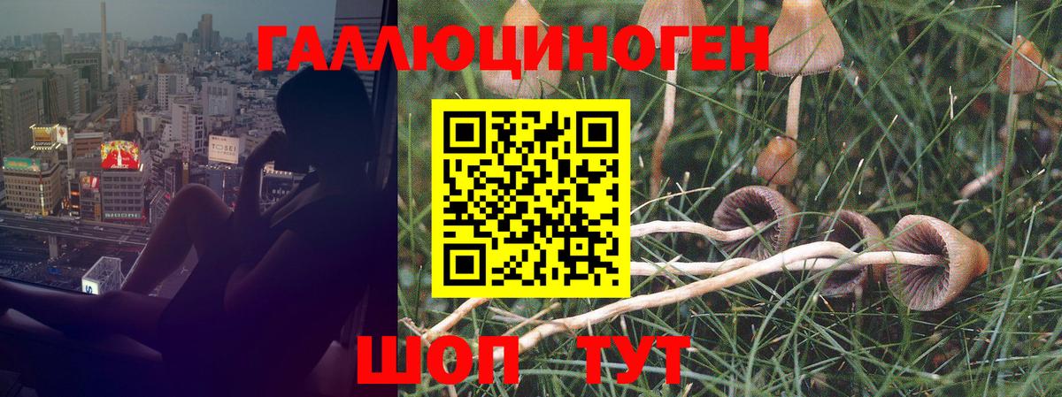 Братск  Галлюциногенные грибы GOLDEN TEACHER  как найти закладки  Вход с VPN 